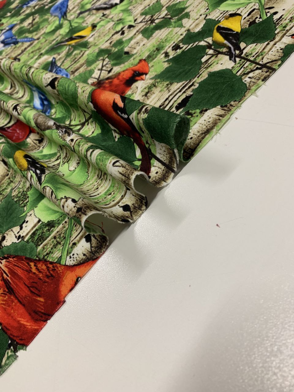 Vögel Buntspechte
