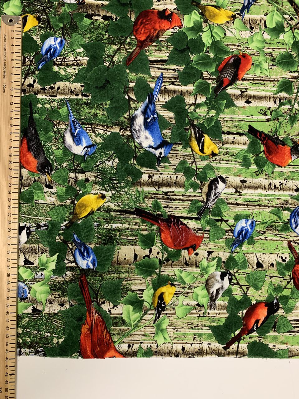 Vögel Buntspechte