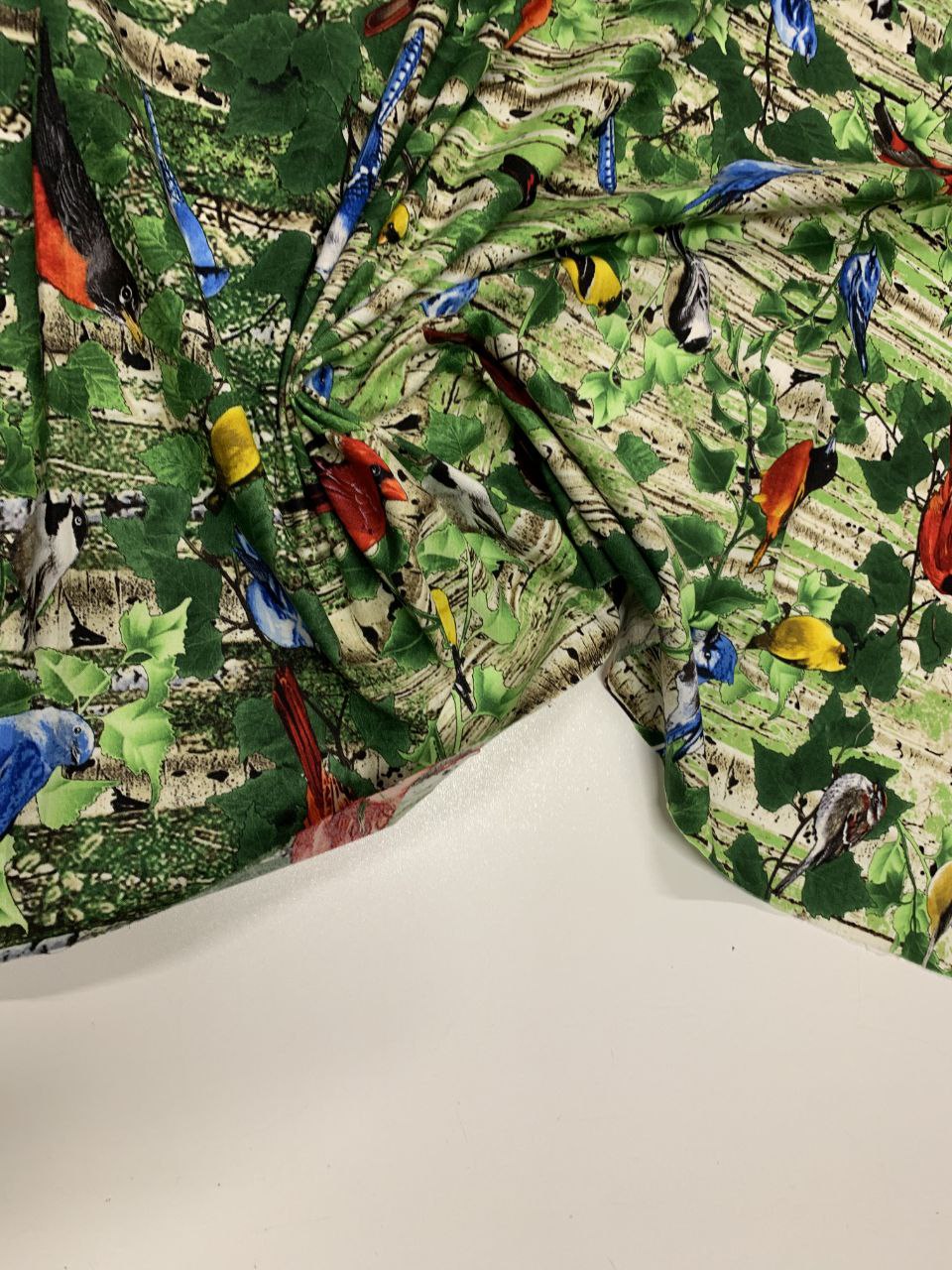 Vögel Buntspechte