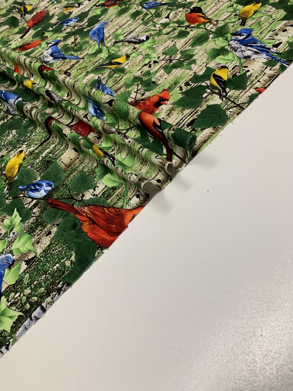 Vögel Buntspechte