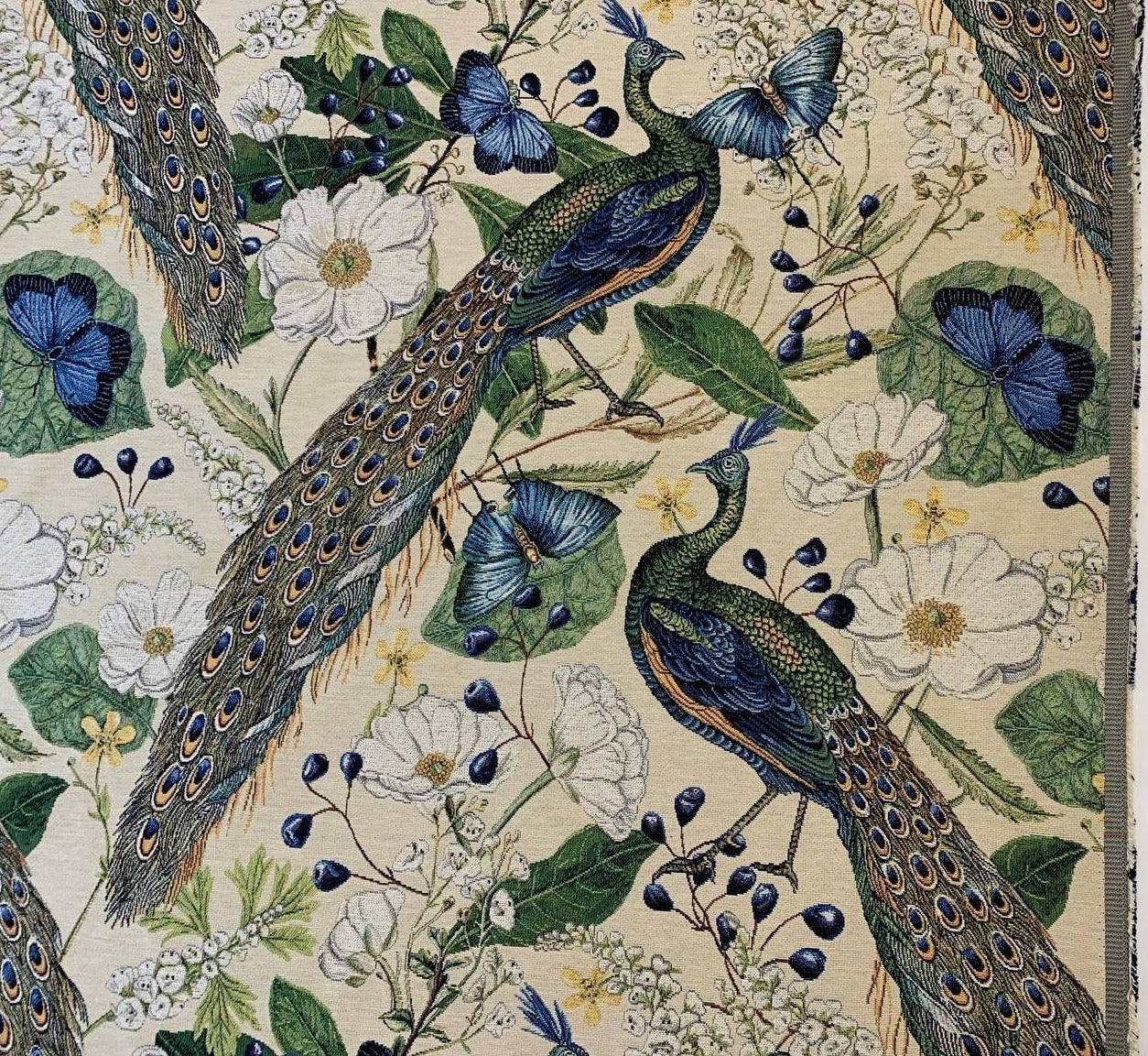 schöner Pfau mit klarem Farbhintergrund