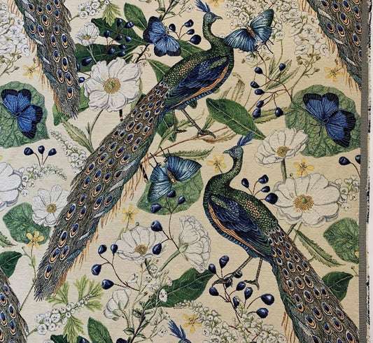 schöner Pfau mit klarem Farbhintergrund