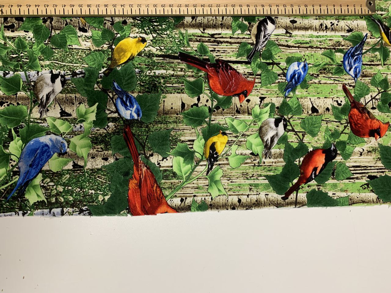 Vögel Buntspechte