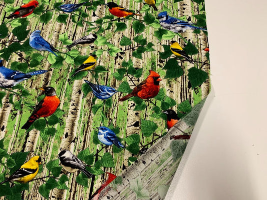 Vögel Buntspechte