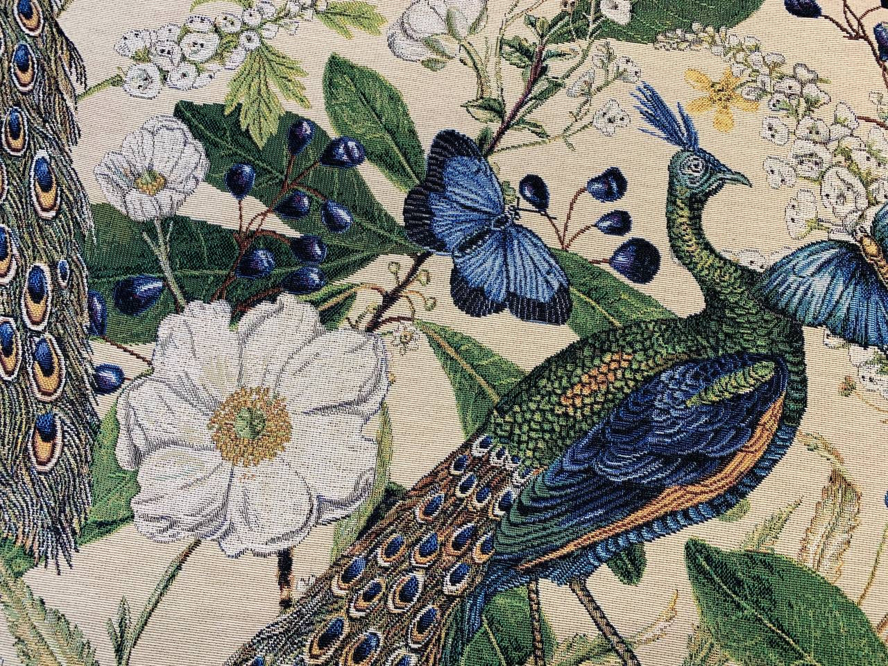 schöner Pfau mit klarem Farbhintergrund