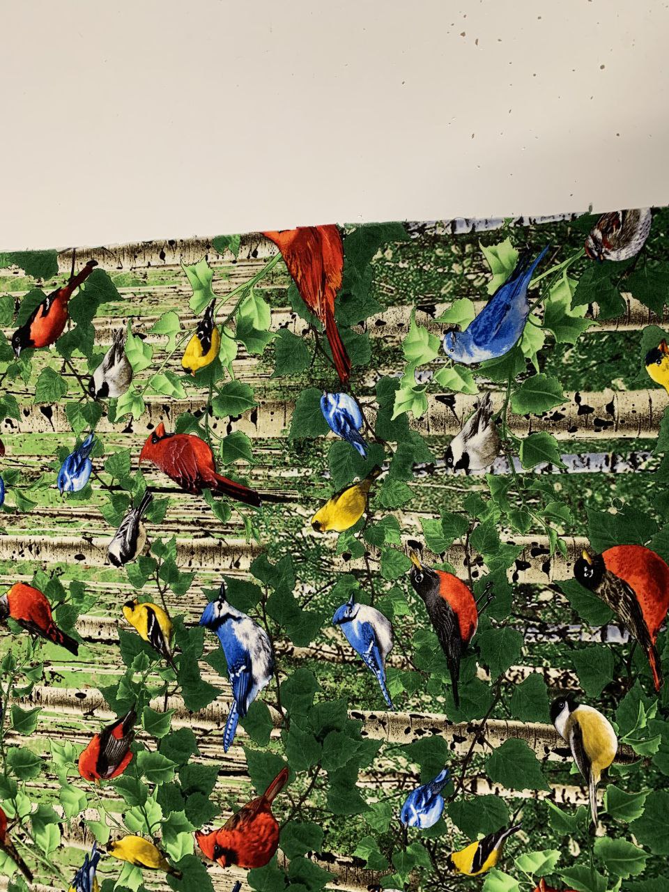 Vögel Buntspechte